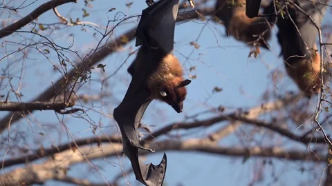 Bat Hanging from Branch Stretching Wing in Daylight 库存影片 310901235