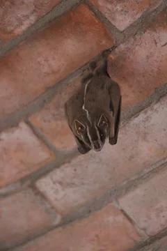 Bat Hanging from a Brick Ceiling Close-Up of Nocturnal Wildlife Stock Photos