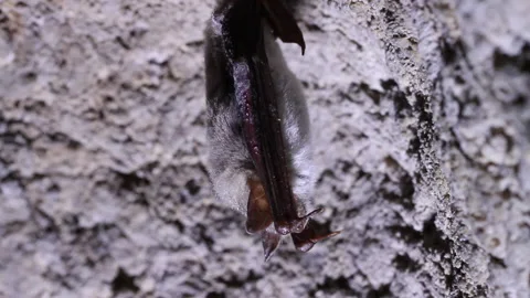 Bat hanging in a cave Stock Footage 148283304
