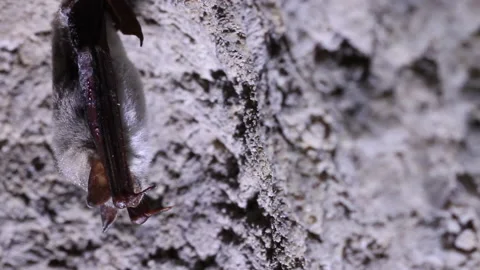 Bat hanging in a cave, horizontal pan Stock Footage 148283056