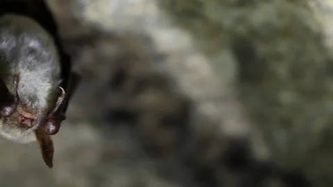 Bat hanging in a cave, horizontal pan Stock Footage 148283118