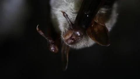 Bat hanging close up darkness Stock Footage 148283188