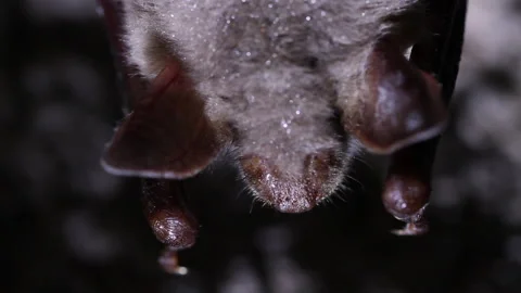 Bat hanging close up macro Stock Footage 148283172