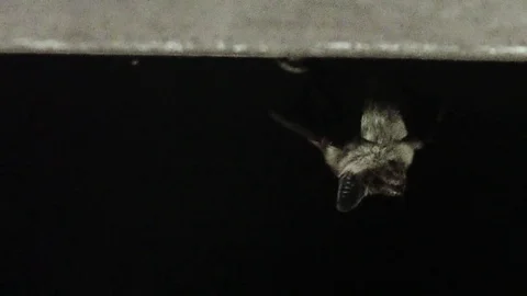 Bat hanging on a gutter at night close up Stock Footage 84291150