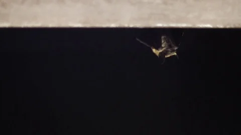 Bat hanging on a gutter at night Video stock 84290848