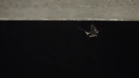 Bat hanging on a gutter at night Stock Footage 84290990