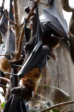 Bat hanging head down on branch Stock Photos