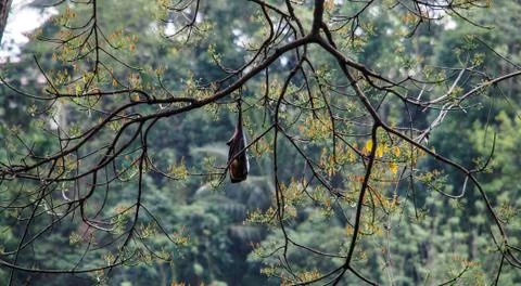 Bat hanging on a tree branch Stock Photos
