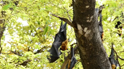 Bat hanging on a tree. Stock-Footage 43777653