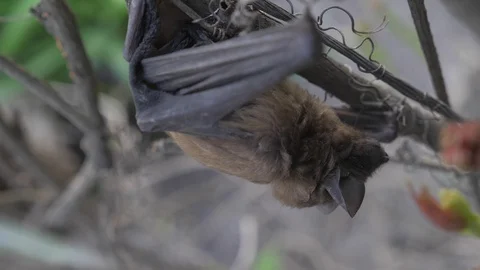 Bat hanging on a tree in the forest Stock Footage 129017522