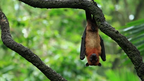 Bat hanging from tree at the jungle Stock Footage 233398075