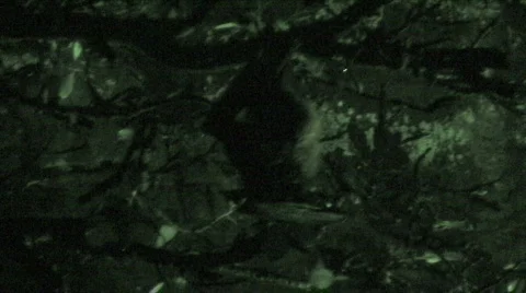 Bat Hanging from Tree at Night Stock Footage 263415