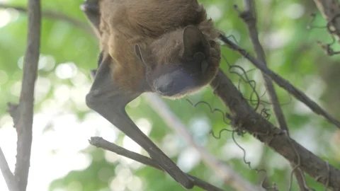 Bat hanging on a tree in the rainforest Stock Footage 129017675