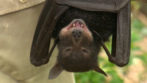 Bat hanging upside down and chewing Stock-Footage 112349973