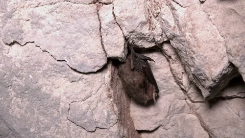 The bat is hanging upside down in a cave Video stock 87360405