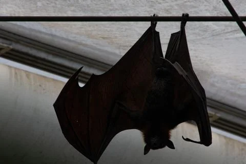 Bat Hanging Upside Down Stock Photos