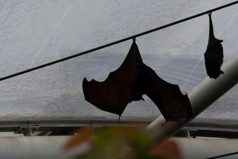 Bat Hanging Upside Down Stock Photos