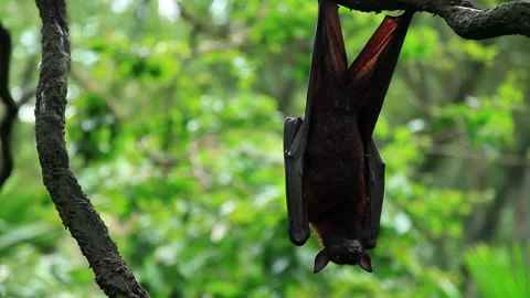 Bat hanging upside down a tree in the jungle Stock Footage 233397943