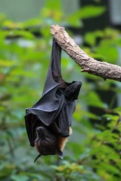 Bat hanging upside down from tree branch in forest habitat Stock Photos