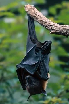 Bat hanging upside down from tree branch in natural habitat Stock Photos