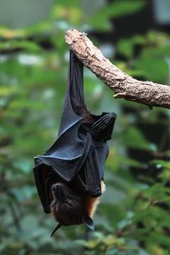 Bat hanging upside down on tree branch in natural environment Stock Photos