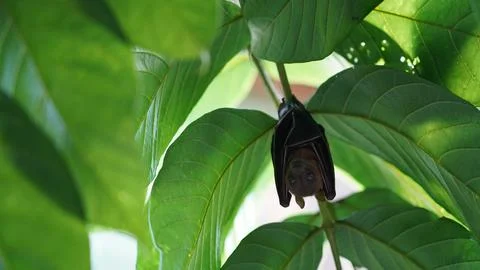 Bat Hanging Upside Down from a Tree Branch Stock Photos