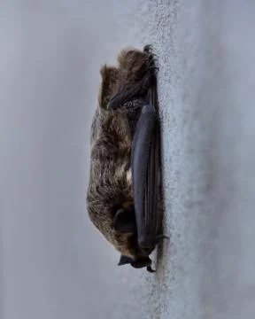 Bat hanging from a wall Stock Photos