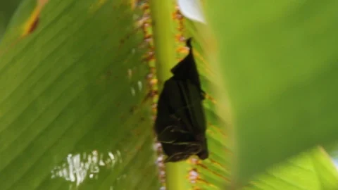A bat hangs in rainforest Stock Footage 88393058