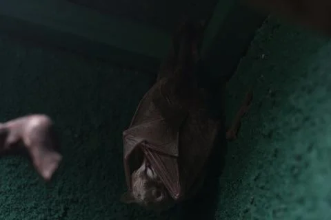 A bat hangs upside down against a textured green wall in low light, wings fol Stock Photos