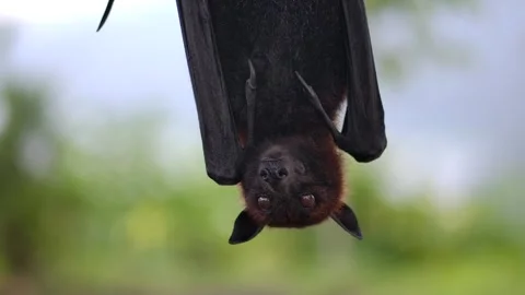 A bat hangs upside down from a tree branch, blending into the wildlife Stock Footage 266473966