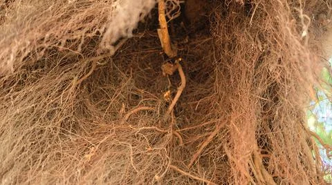 Bat hiding and looking to fly,inside of tree bush Stock Photos