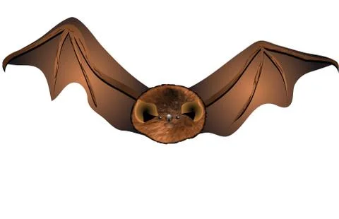 Bat Stock Illustration
