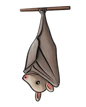 Bat Stock Illustration