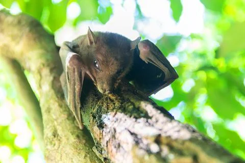 Bat indian flying fox (Pteropus giganteus chinghaiensis) Stock Photos