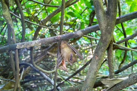 Bat indian flying fox (Pteropus giganteus chinghaiensis) Stock Photos