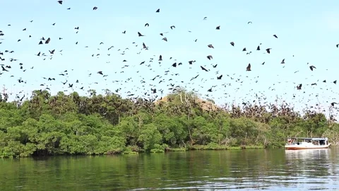 Bat Island 2 Stock Footage 236450133