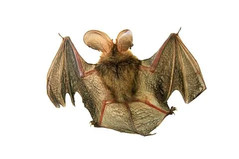 Bat isolated on white. Stock Photos