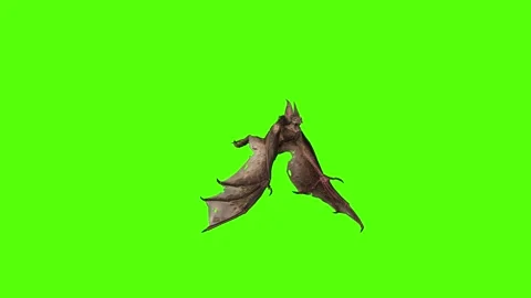 Bat looking around Green Screen Animation 4K Rendering Stock Footage 295557709