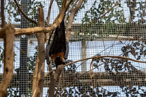 Bat looking at the camera close-up Stock Photos