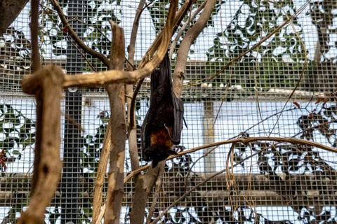 Bat looking left close up Stock Photos