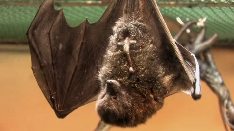 Bat Masturbating Hanging Upside Down 2 Stock-Footage 40969853