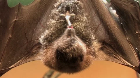 Bat Masturbating Hanging Upside Down Stock Footage 40970998