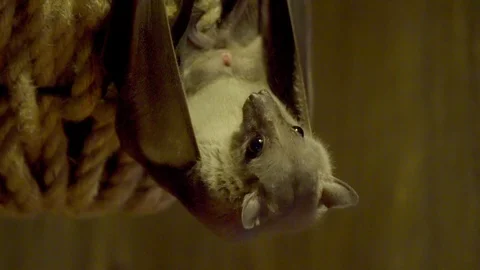 Bat (Microchiroptera) hanging upside down, close-up Stock Footage 124677088