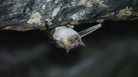 Bat (myotis myotis) hanging upside down alone in a cave Stock Footage