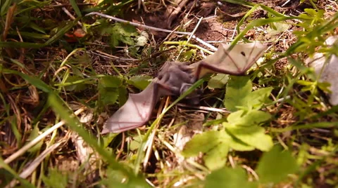 A bat in nature Stock Footage 53089820