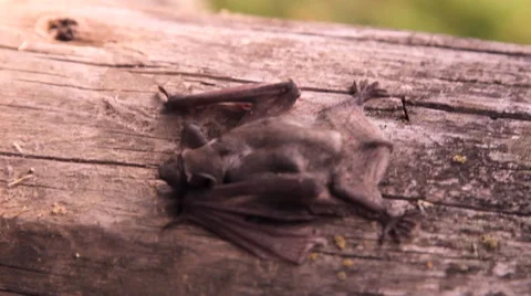 A bat in nature Stock Footage 53090072