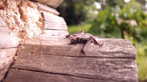 A bat in nature Stock Footage 53090372