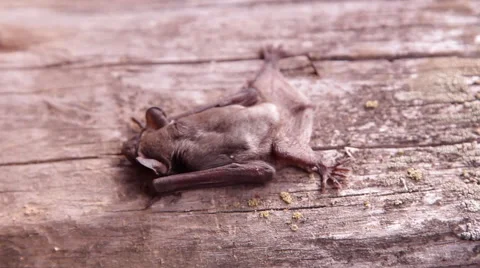 A bat in nature Stock Footage 53090508