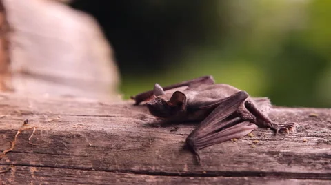 A bat in nature Stock Footage 53090568
