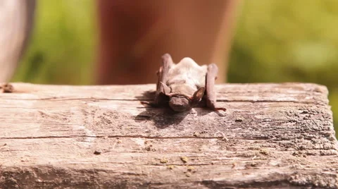 A bat in nature Stock Footage 53090639